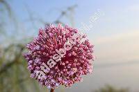 Allium ampeloprasum L.