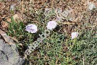 Convolvulus oleifolius Desr. (Convolvulus spicifolius Desr.)