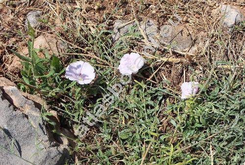 Convolvulus oleifolius Desr. (Convolvulus spicifolius Desr.)