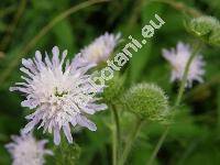 Knautia arvensis (L.) Coult. (Scabiosa arvensis L., Knautia communis Gord., Trichera communis Prodr.)
