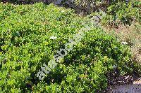 Osteospermum fruticosum (L.) Norl. (Dimorphotheca fruticosa (L.) Less., Calendula fruticosa  L., Osteospermum riparium Hoffm.)