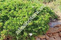 Osteospermum fruticosum (L.) Norl. (Dimorphotheca fruticosa (L.) Less., Calendula fruticosa  L., Osteospermum riparium Hoffm.)