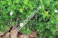 Osteospermum fruticosum (L.) Norl. (Dimorphotheca fruticosa (L.) Less., Calendula fruticosa  L., Osteospermum riparium Hoffm.)