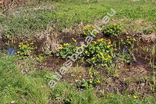 Caltha palustris L.