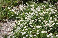 Chamaemelum nobile 'Flore Pleno' (Anthemis nobilis L.)