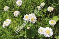 Chamaemelum nobile 'Flore Pleno' (Anthemis nobilis L.)