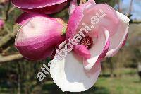 Magnolia x soulangeana Soulange-Bodin