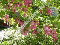 Robinia viscosa Vent. (Robinia glutinosa Sims)