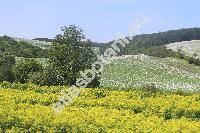 Papaver somniferum L. (Papaver officinale L.)