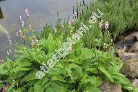 Bistorta major Gray (Polygonum bistorta L., Bistorta officinalis Delarbe, Persicaria)