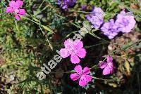 Dianthus deltoides L.