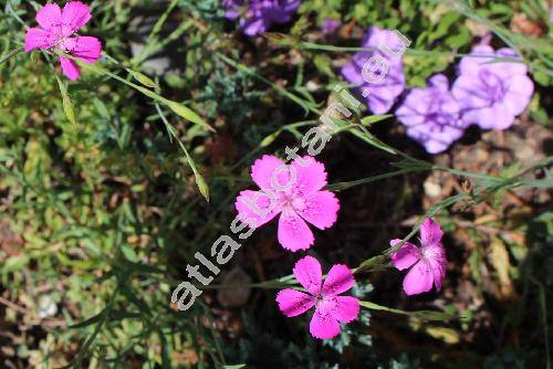 Dianthus deltoides L.