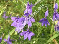 Consolida regalis Gray (Consolida segetum (Lamk.) Gray, Delphinium consolida L.)