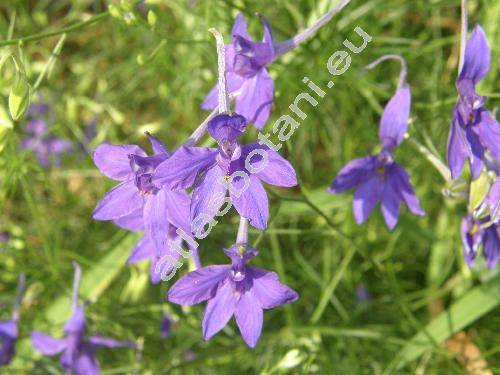 Consolida regalis Gray (Consolida segetum (Lamk.) Gray, Delphinium consolida L.)