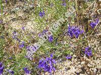 Consolida regalis Gray (Consolida segetum (Lamk.) Gray, Delphinium consolida L.)