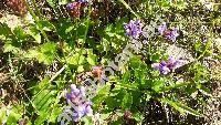 Prunella grandiflora (L.) Scholl. (Prunella vulgaris var. grandiflora L., Prunella alpina, Brunella grandiflora (L.) Moench)