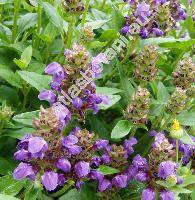 Prunella grandiflora (L.) Scholl. (Prunella vulgaris var. grandiflora L., Prunella alpina, Brunella grandiflora (L.) Moench)