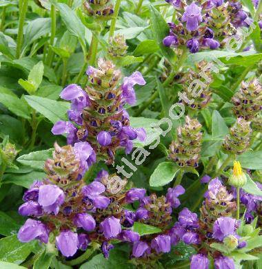 Prunella grandiflora (L.) Scholl. (Prunella vulgaris var. grandiflora L., Prunella alpina, Brunella grandiflora (L.) Moench)