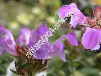 Prunella grandiflora (L.) Scholl. (Prunella vulgaris var. grandiflora L., Prunella alpina, Brunella grandiflora (L.) Moench)