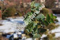 Eucalyptus globulus Labill.