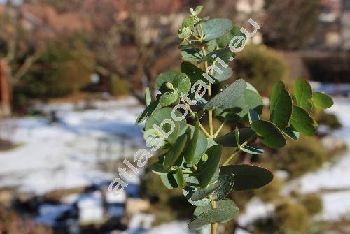 Eucalyptus globulus Labill.