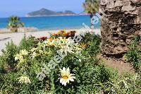 Gazania x splendens (Gazania x splendens hort.)