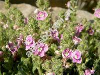 Veronica pectinata 'Rosea'