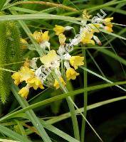 Primula florindae (Primula florindae Kingdon-Ward)