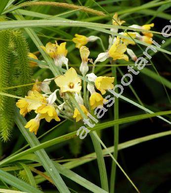 Primula florindae (Primula florindae Kingdon-Ward)