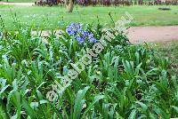 Agapanthus orientalis Leight. (Agapanthus praecox subsp. orientalis (Leight.) Leight., Agapanthus africanus (L.) Hoffm., Agapanthus umbellatus L'Hrit)