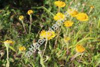 Pulicaria dysenterica (L.) Gaertn. (Inula dysenterica L., Aster)