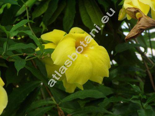 Allamanda cathartica L. (Allamanda hendersonii Bull. ex Domb., Allamanda cathartica var. hendersonii (Bull. ex Domb.) Bailey et Raff.)