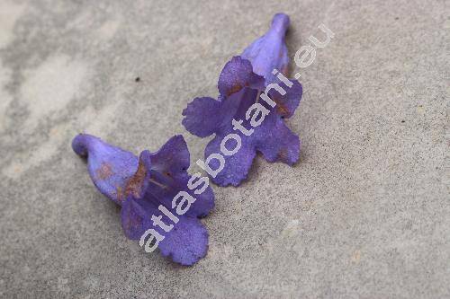 Jacaranda mimosifolia Don (Jacaranda ovalifolia Br.)