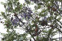 Jacaranda mimosifolia Don (Jacaranda ovalifolia Br.)