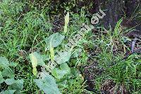 Arum cylindraceum Gasp. (Arum alpinum Schott et Kotschy, Arum orientale subsp. alpinum (Schott et Kotschy) Riedl, Arum maculatum subsp. angustatum (Engl.) Richt., Arum italicum var. cylindraceum)