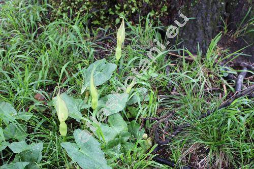 Arum cylindraceum Gasp. (Arum alpinum Schott et Kotschy, Arum orientale subsp. alpinum (Schott et Kotschy) Riedl, Arum maculatum subsp. angustatum (Engl.) Richt., Arum italicum var. cylindraceum)