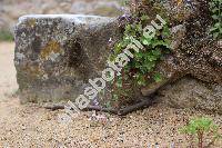 Cymbalaria muralis Gartn. (Linaria cymbalaria (L.) Mill., Antirrhinum hederaceum Lam.)