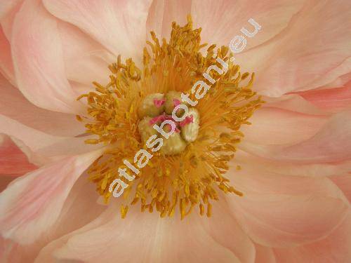 Paeonia lactiflora Pall. (Paeonia albiflora Pall., Paeonia chinensis, Paeonia edulis Sal.)