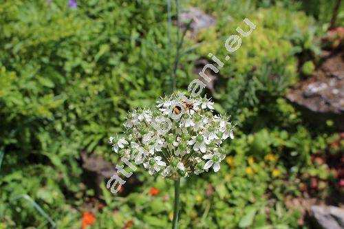 Allium nigrum (Allium nigrum L. Allium multibulbosum Jacq.)