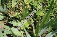Allium nigrum (Allium nigrum L. Allium multibulbosum Jacq.)