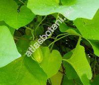 Aristolochia durior Hill (Aristolochia macrophylla Lam., Aristolochia sipho L'Hr.)