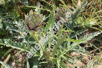 Cynara cardunculus (Cynara cardunculus L.)