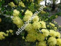 Acacia armata Br. (Acacia paradoxa DC., Mimosa paradoxa (DC.) Poir., Racosperma)