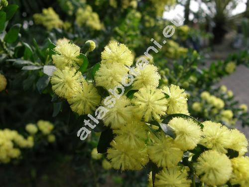 Acacia armata Br. (Acacia paradoxa DC., Mimosa paradoxa (DC.) Poir., Racosperma)