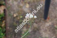 Allium neapolitanum Cirillo (Allium album Santi, Allium candidum C. Presl, Allium cowanii)