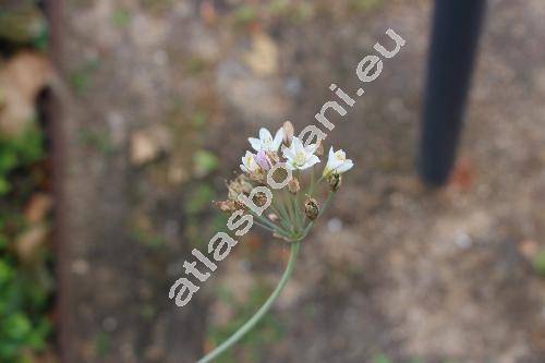 Allium neapolitanum Cirillo (Allium album Santi, Allium candidum C. Presl, Allium cowanii)