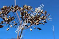 Foeniculum vulgare Mill. (Anethum foeniculum L., Meum foeniculum (L.) Spreng.)