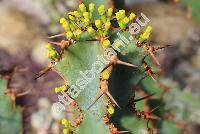 Euphorbia grandicornis (Tithymalus)