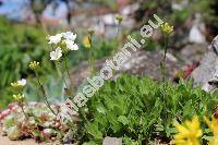 Arabis scopoliana Boiss. (Draba, Scopoli, Erysimum)