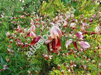 Cytisus x praecox 'Zeelandia'